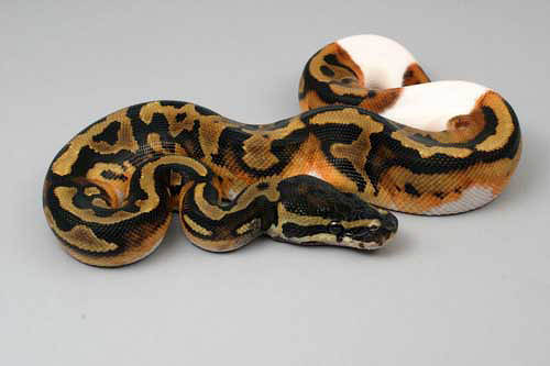 0507piebald03f6-6