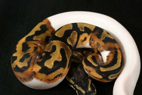 0907piebald06m2-2