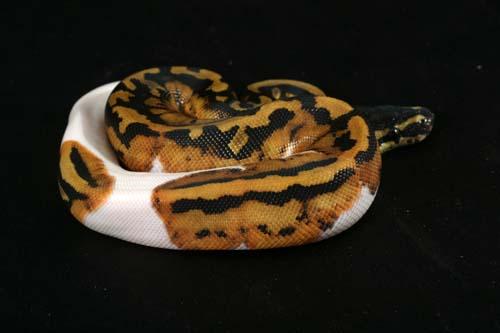 0908piebald07m2-5