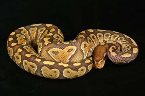 0909xanthic04f3-4