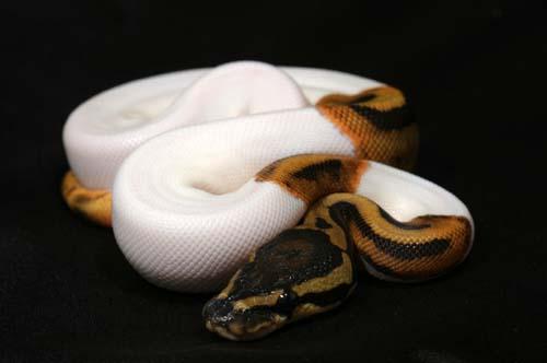 1007piebald03f8-8