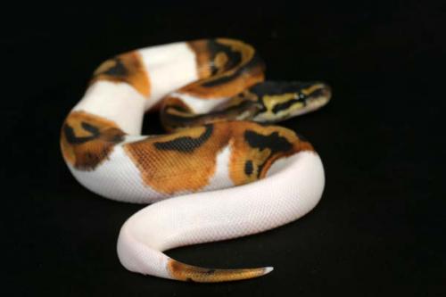 1009piebald18m6-8