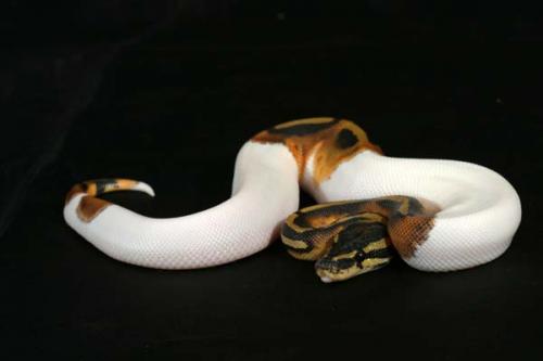 1009piebald19m7-8