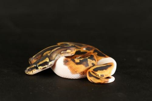 1108piebald01f2-6