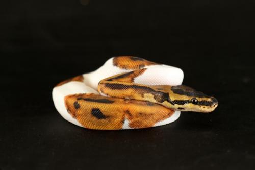 1108piebald02m1-7