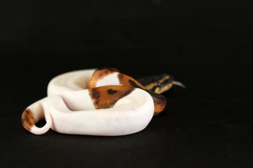 1108piebald03m2-7