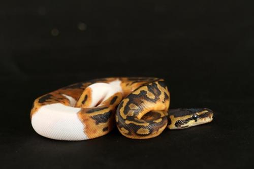 1108piebald04f5-6