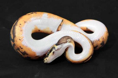 1108piebald04m1-6