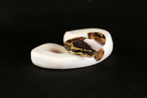 1108piebald06f3-7