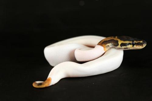 1108piebald08f5-7