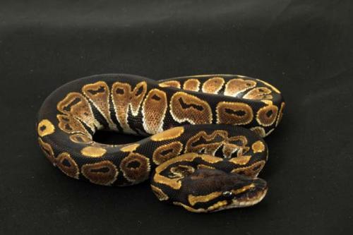 1309hhypo01f1-2