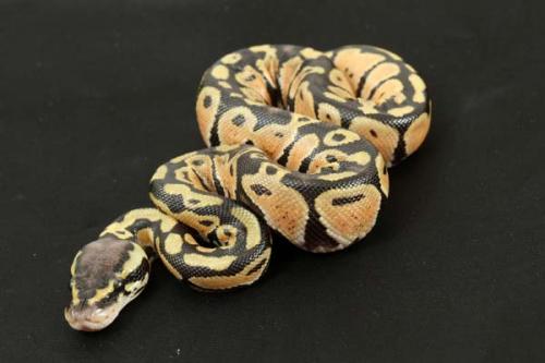 1309pasthhypo01m2-2