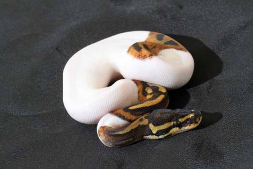 1408piebald04f5-8