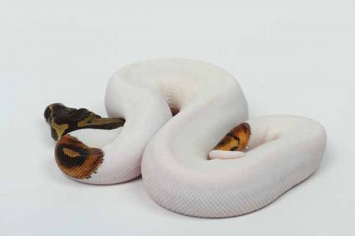 1609piebald04m2-4