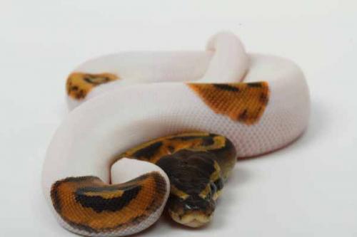 1708piebald02m2-3