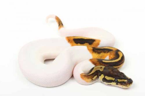 1709piebald04f6-7