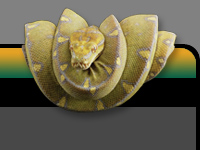 snake photo