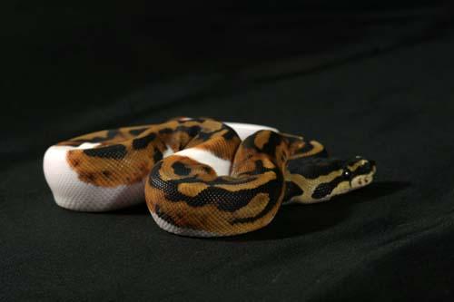 0908piebald02f5-5