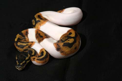 1007piebald02f7-8
